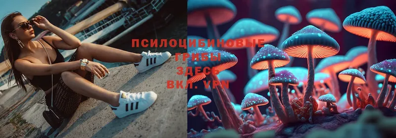 Псилоцибиновые грибы Psilocybe Калининск